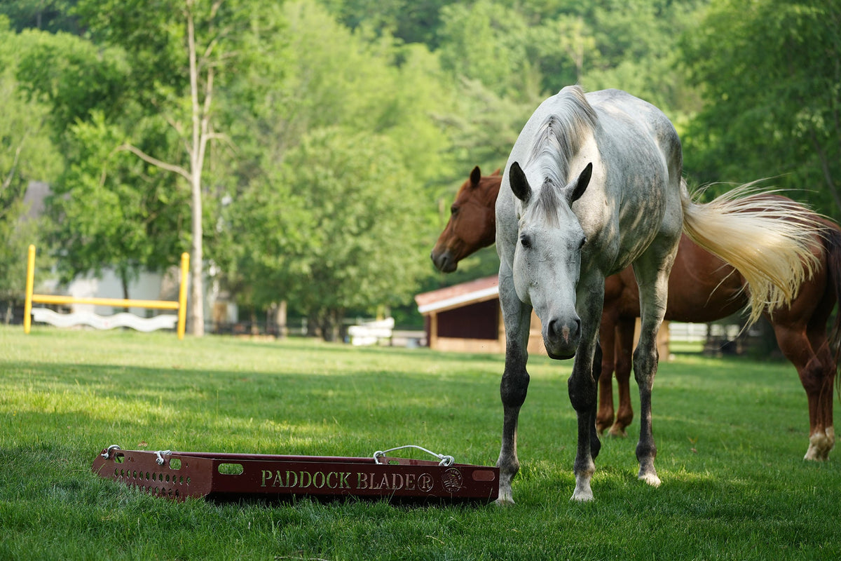 dapple and a bay horse in a field with a paddock cleaner
