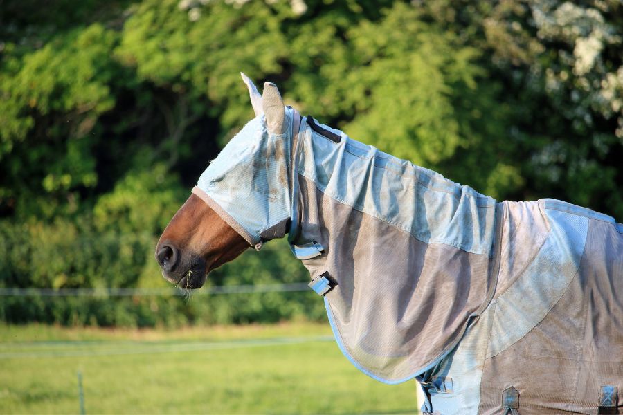 covered horse